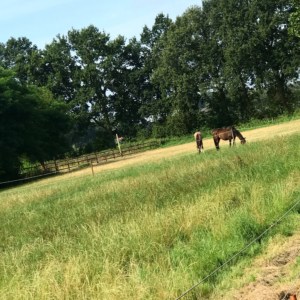 Un Paseo en Bicicleta 2 Caballos