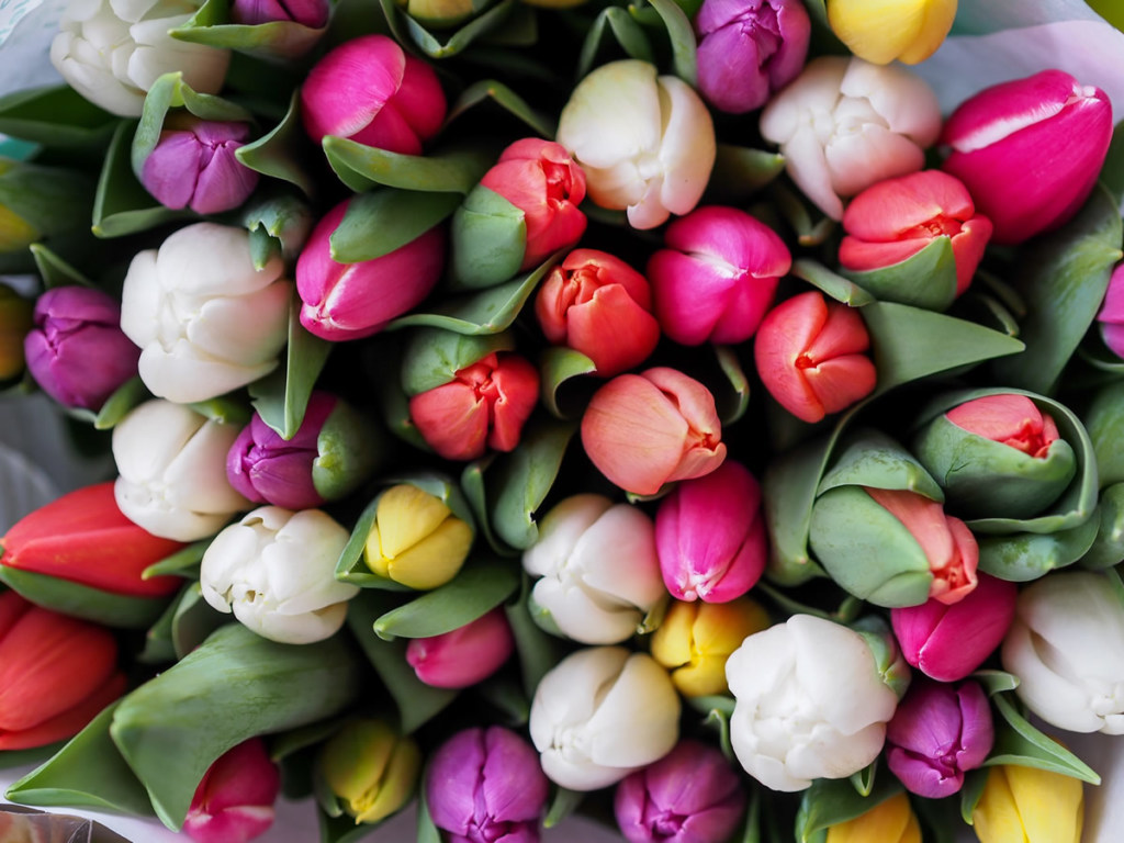 Un Paseo en Bicicleta 1 tulipanes colores